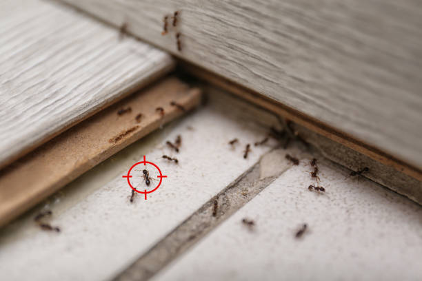 Best Pest Control Treatment  in Blythewood, SC
