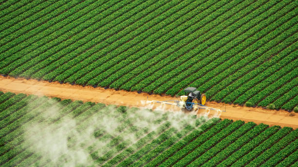Best Local Pest Control Services  in Blythewood, SC