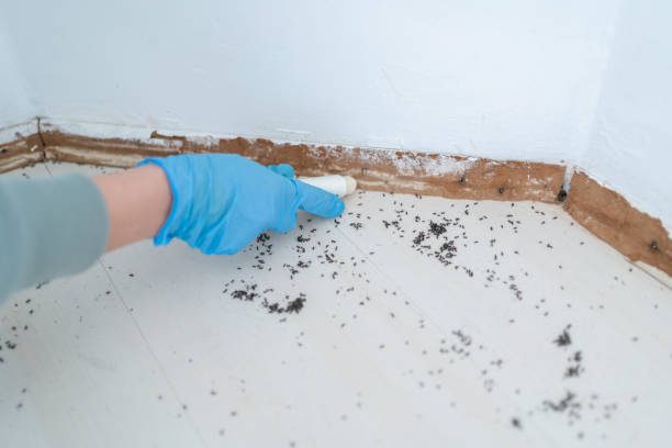Flea Control Services in Blythewood, SC